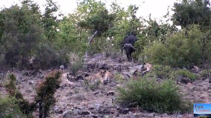 Lion vs buffalow - 20