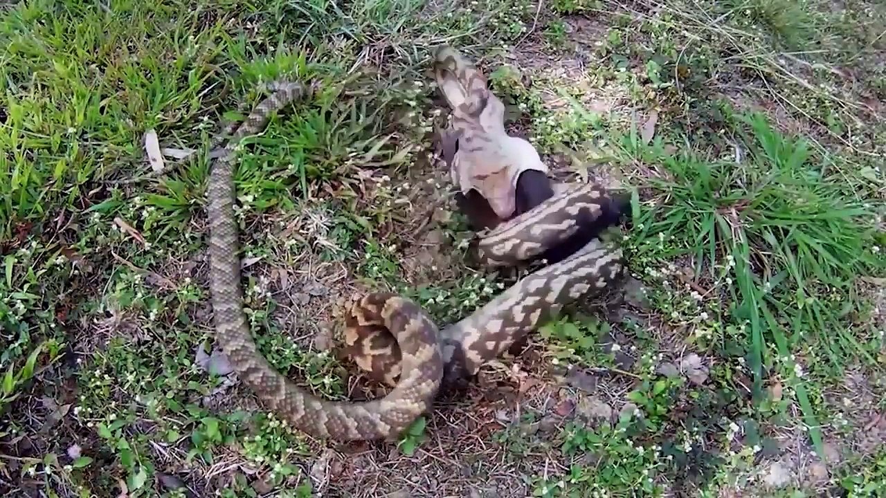 Bat vs giant Phyton