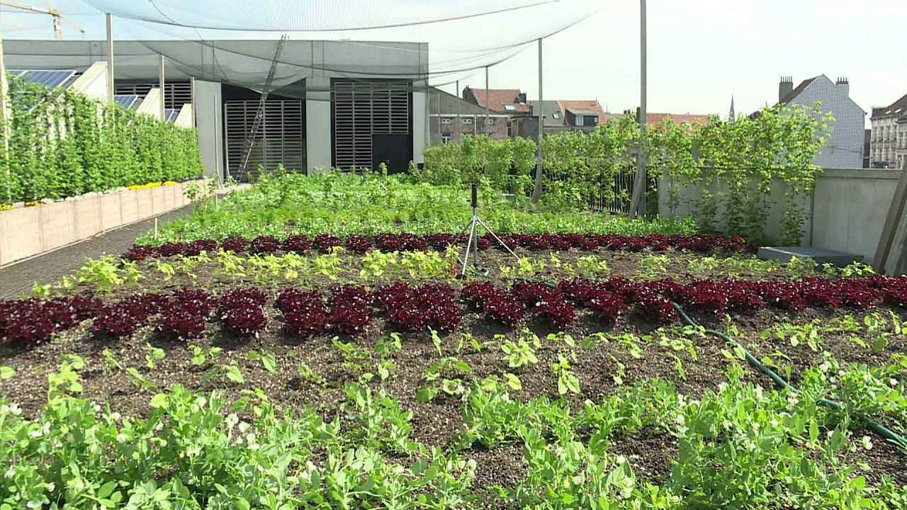 Gemüse vom Dach - in Brüssel grünt es