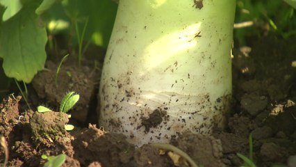 불볕더위에 배추·무 채솟값 급등...비상대책 가동 / YTN