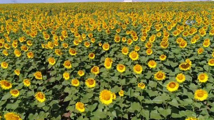 Milyonlarca ayçiçeğinin havadan görüntüsü mest etti