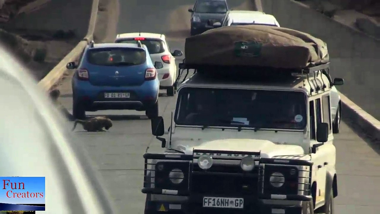 monkeys on road