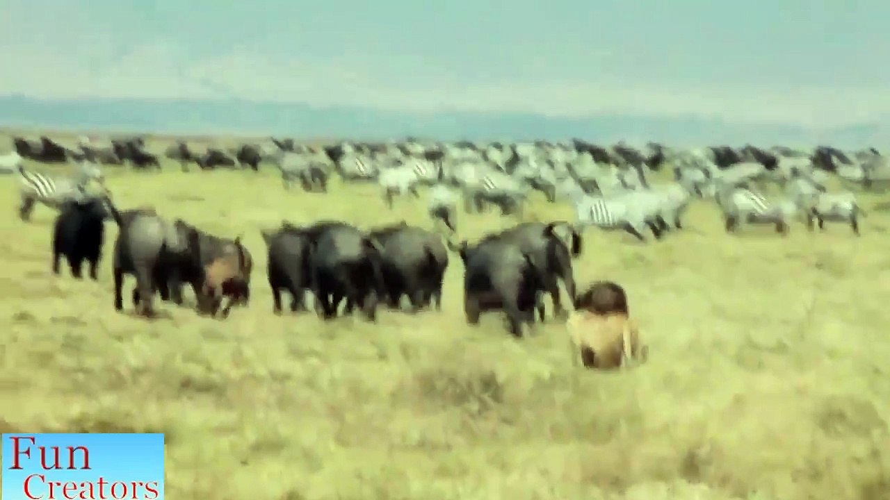 Lion vs buffalow - 16