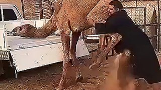 camel failing, funny clip
