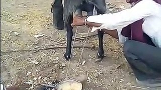 funny milking from goat