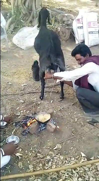 funny milking from goat