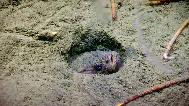 Un poisson passe au mauvais endroit, au mauvais moment