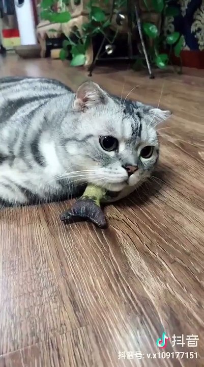 Un chat tranquille et son esclave