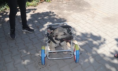 Yanlış tedaviyle ayakları kesilen köpeğe yürüteç