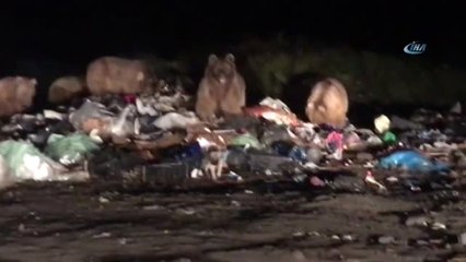 Sarıkamış'ta Boz Ayıları Görüntüleyen Gazeteci, Ayının Saldırısından Son Anda Kurtuldu.