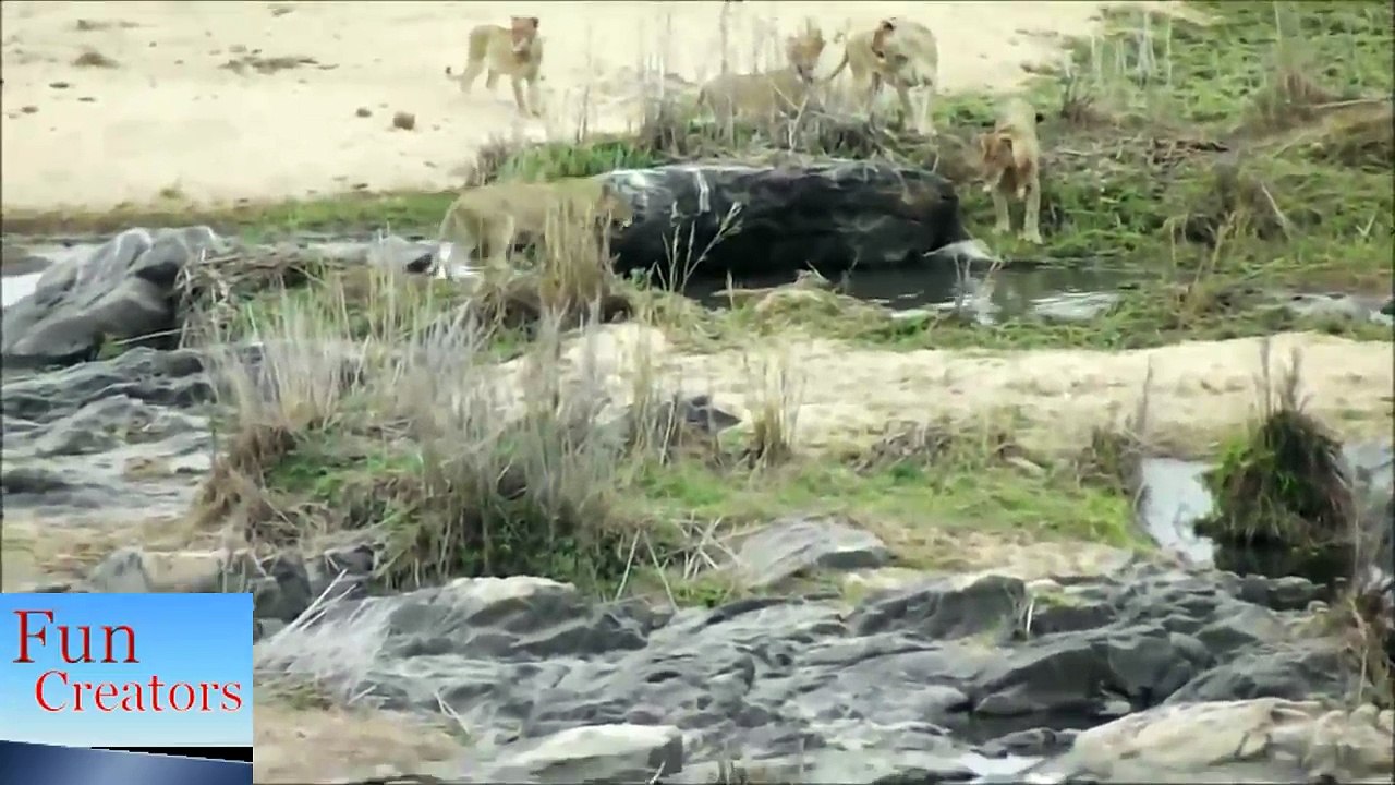 Lion vs Impala
