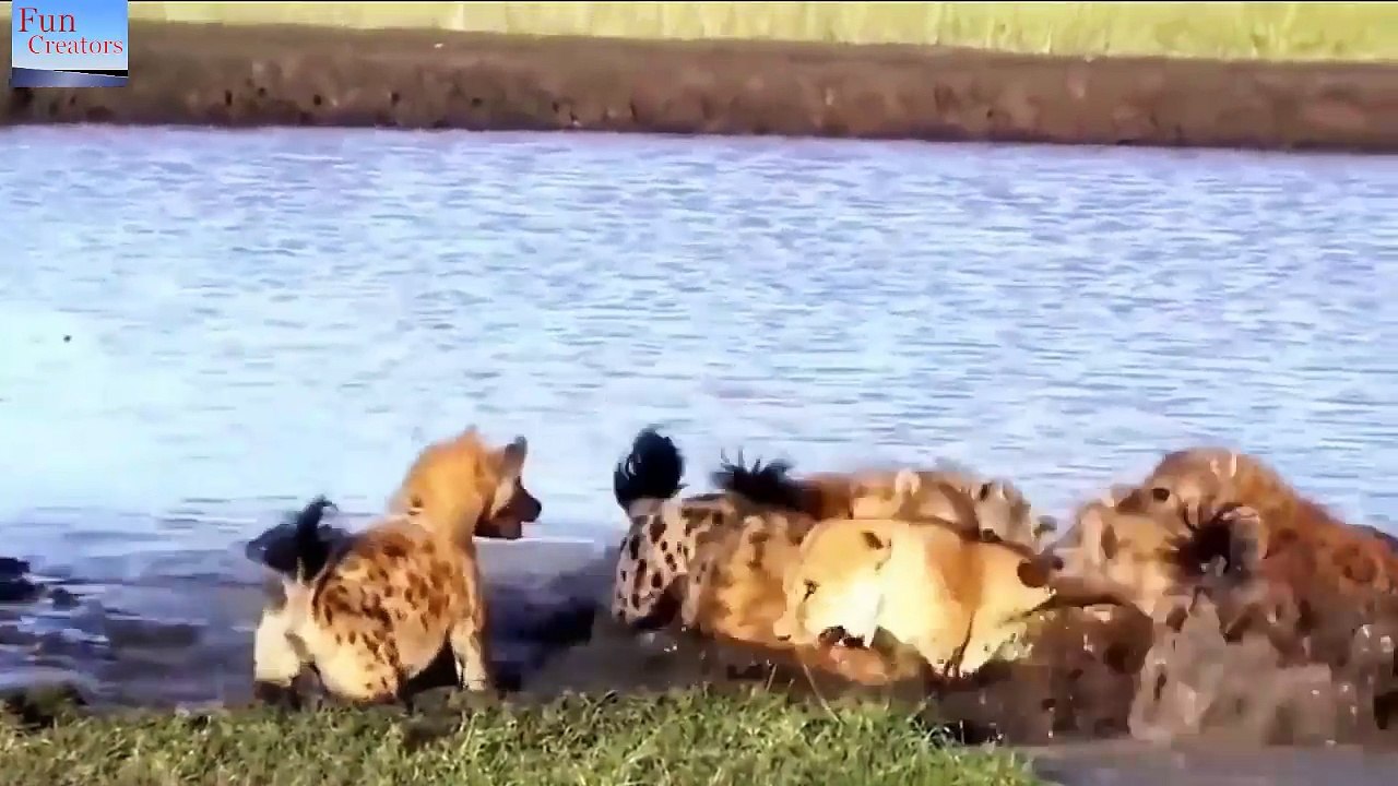 Lion vs Hyenas - 4