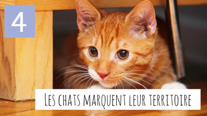 10 choses que fait votre chat en votre absence