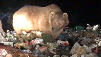 Ayı Kendisini Görüntüleyen Gazeteciye Saldırdı