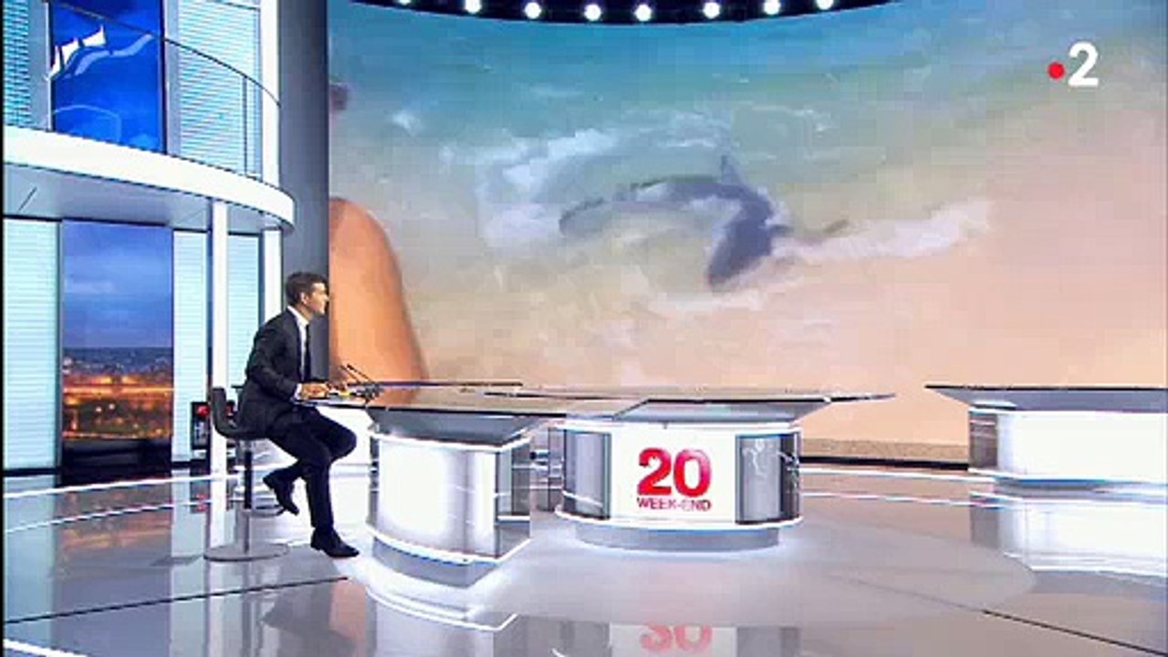 Morandini Zap: En corse, un requin bleu manque de s'échouer sur la plage - VIDEO