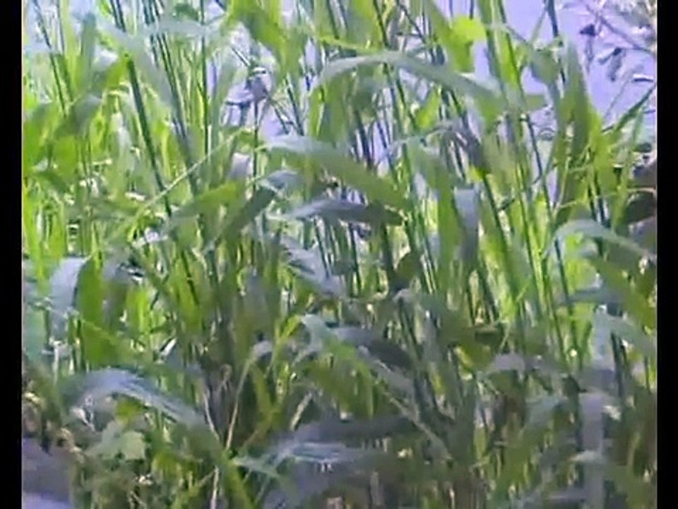 Horror: Kanibali hëngri trurin e të dashurës dhe e lau me gjakun e saj