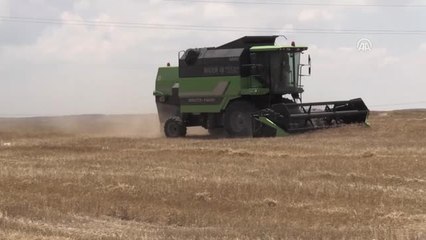 Zamansız Yağış Hububatı Hem Boydan Hem Taneden Etti