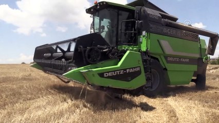 Zamansız yağış hububatı hem boydan hem taneden etti - ESKİŞEHİR