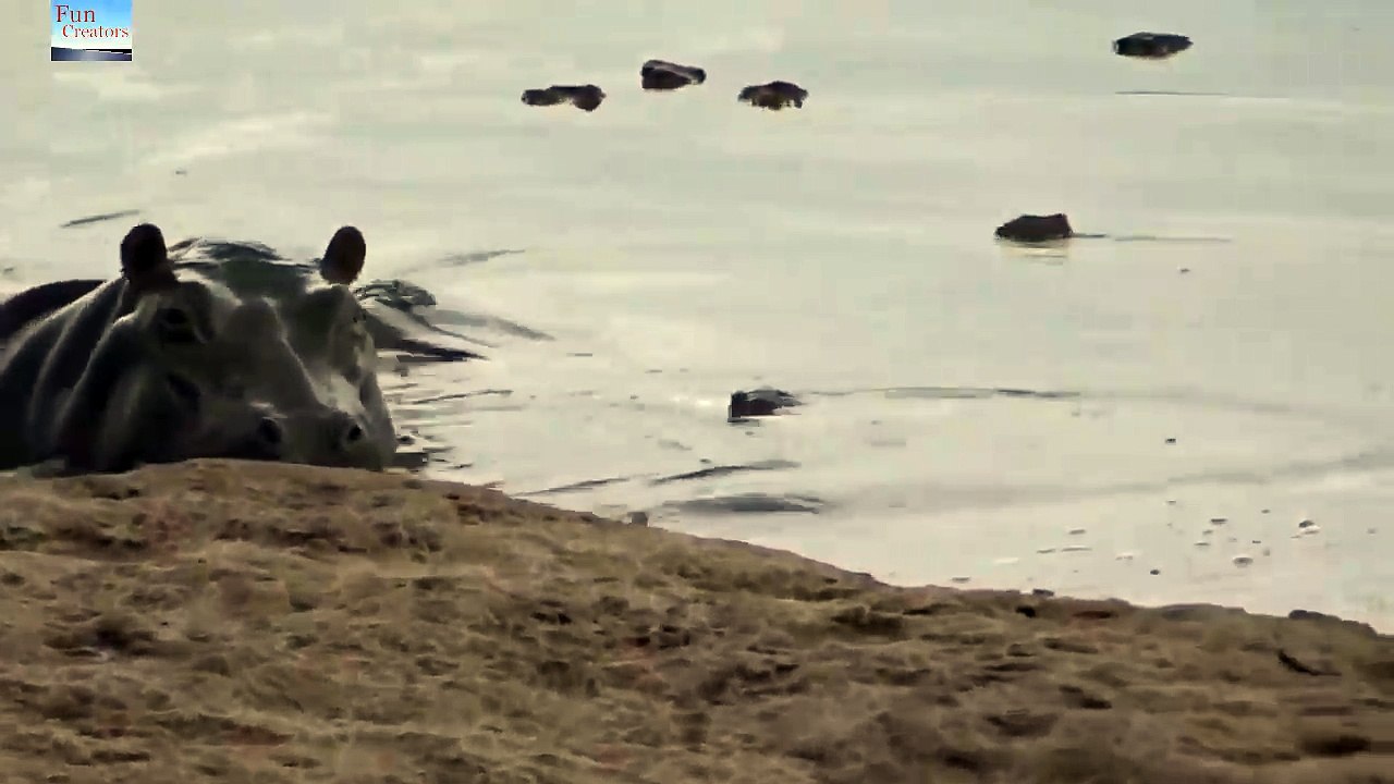 Hippo vs crocodile - amazing fight - video Dailymotion