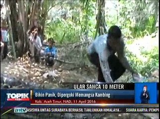 Download Video: Ular Sanca Menelan Kambing, Warga Panik