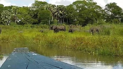 Un éléphant mordu à la trompe par un crocodile