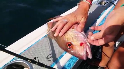 Hooked Something GIANT while Deep Sea Fishing for Bonito!