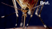Comment les moustiques choisissent-ils leur proie ?