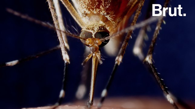 Comment les moustiques choisissent-ils leur proie ?