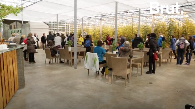 Islande : cette ferme produit des légumes toute l'année grâce à la géothermie
