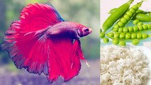 Fish Food Alternatives:पुराना फिश फूड खिला कर थक चुके हैं, तो अपनी मछली को दें सकतें हैं ये| Boldsky