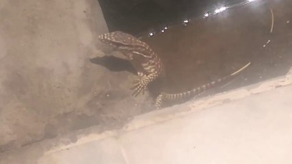 Very Thirsty Lizard Drinking Water 2018