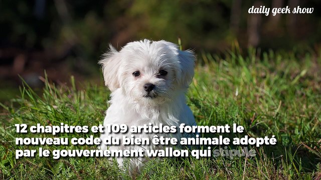 En Wallonie, les gens devront avoir un permis pour avoir un animal