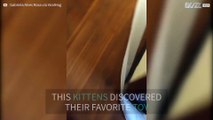 Kittens discover how fun toilet paper can be