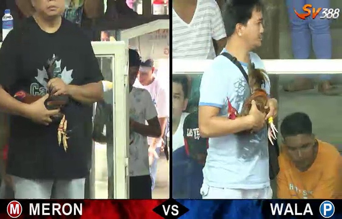 Đá gà Thomo mới nhất 2018 ngày 23/07/2018 - Video 7