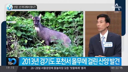 산양, 넌 어디에서 왔니?