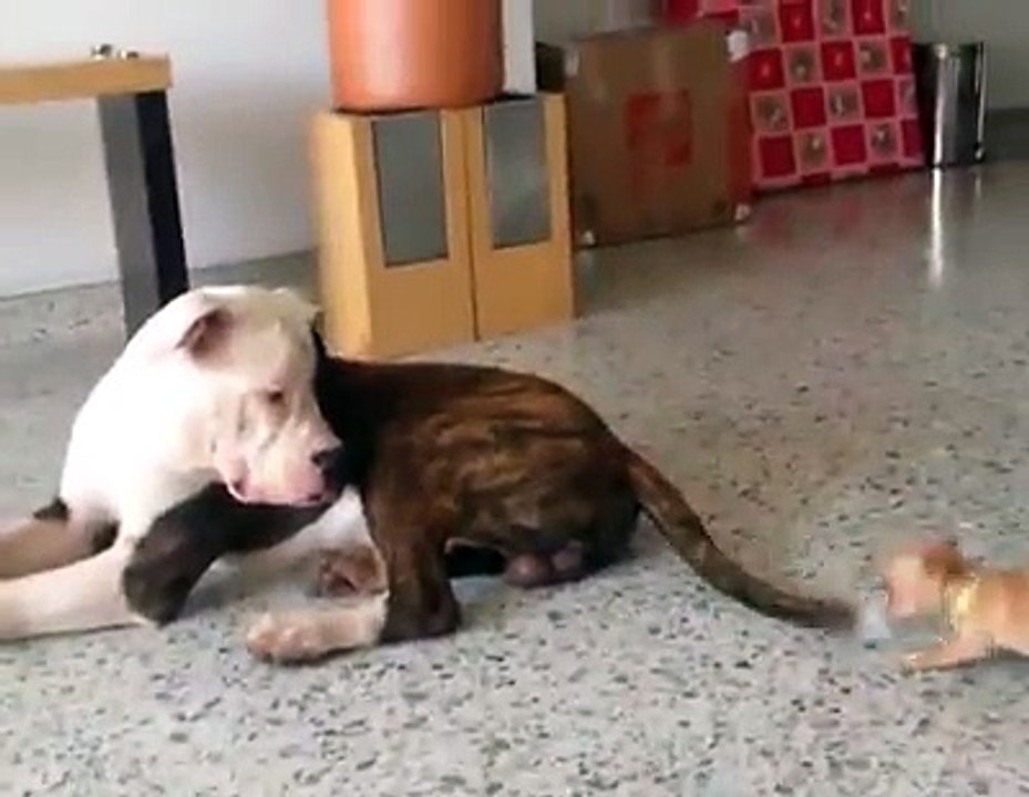 Eceline susayan köpek