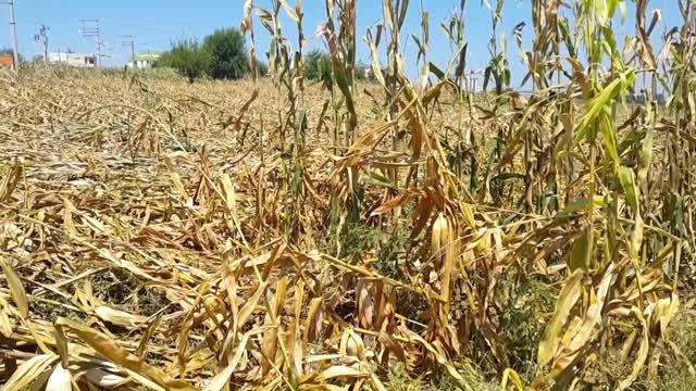 Osmaniye'deki Tarım Arazilerinde Hasar Tespit Çalışması