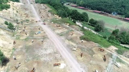 Adaya Sokulmayan ve Kaderine Terk Edilen Atlar Havadan Böyle Görüntülendi