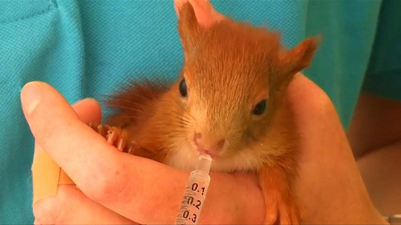 Hitzealarm in der Eichhörnchen-Hilfe