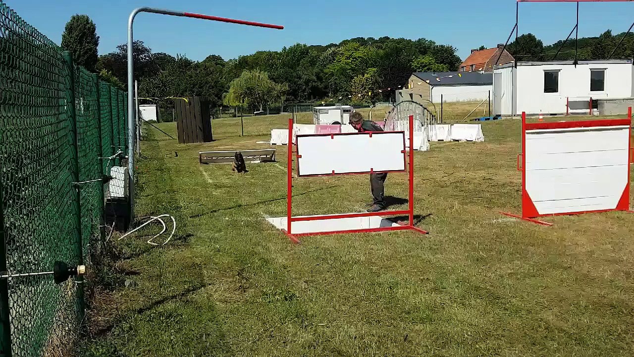 Sport canin: saut d'obstacle de Junker Old Blue Family, meilleur chien wallon