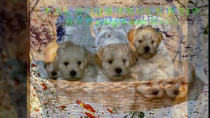 합법토토사이트 ◀【【 yong79。ＣOM 】】◀ 슈퍼카지노