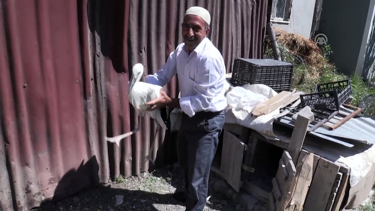 Yuvasından düşen yavru leylek bakıma alındı - BİNGÖL