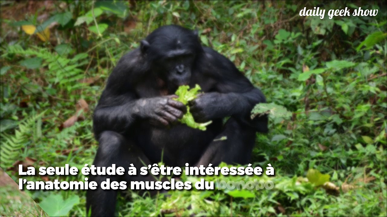 Des muscles vocaux que l’on pensait uniquement humains sont aussi présents chez les grands singes