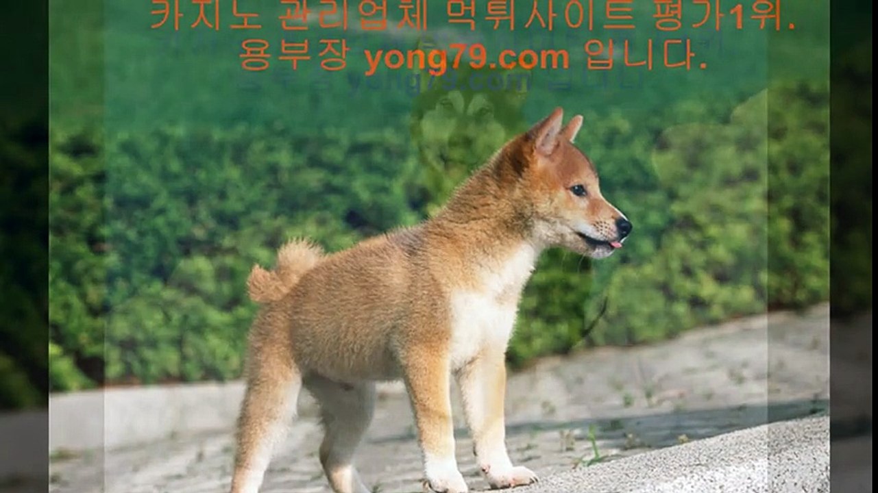 토토배팅 ⊙【【 yong79。ＣOM 】】⊙ 토토배팅
