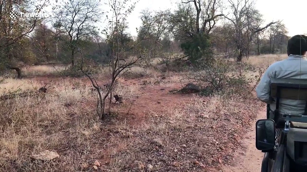 Leopard interrupts two fighting impala