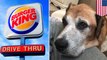 Burger King offers terminally ill dog cheeseburgers for life