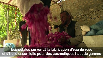 Guns & Roses: un parfum de succès dans l'est de l'Afghanistan