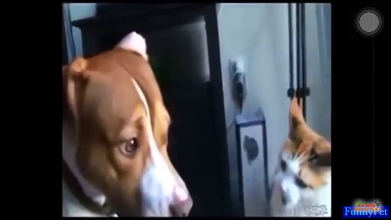 CATS TERMINATING DOGS || CATS VS DOG  || CATS AND DOG FIGHT