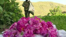 زراعة الورد تزاحم الأفيون في أكثر مناطق أفغانستان اضطرابا