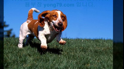 토토총판 ▩【【 yong79。ＣOM 】】▩ 안전놀이터추천